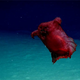 Enypniastes eximia or headless chicken monster? You be the judge.